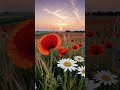 #ambientmusic #ambient #nature #relaxing #flowers #relax #relaxingmusic #livewallpaper