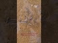 Goa Beach A Star Fish Vanishing Into The Sand The Beauty Of Nature Goa Beach A Star Fish Vanishing Into The Sand The Beauty Of Nature