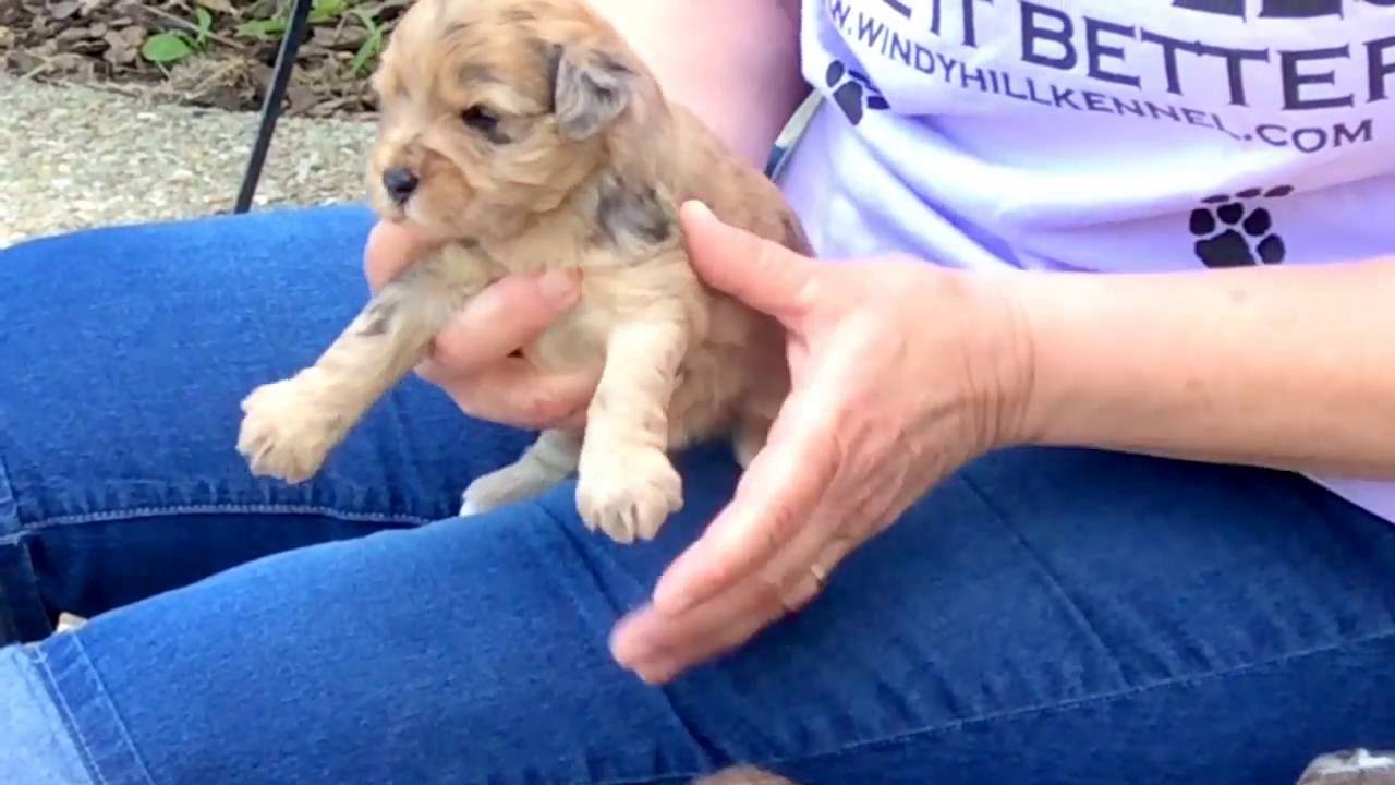 newborn schnoodle puppies