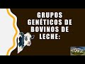 Grupos genéticos y modelos de instalaciones de Bovinos de leche - Zootecnia