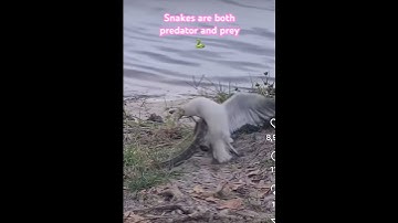 Snake vs Bird ⚠️ viewer discretion advised