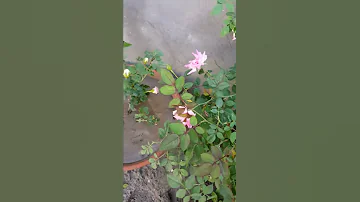 Can We Grow Roses In Sand Only Shorts 