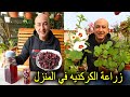 زراعة الكركديه في المنزل شاي الكجرات 