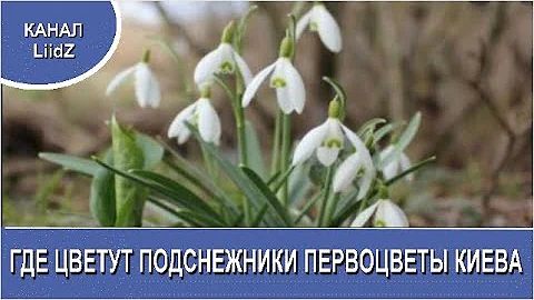 Где растут подснежники  Первоцветы Киева  WHERE DO THE SNOWDROPS FLOWER THE FIRST FLOWERS OF KIEV