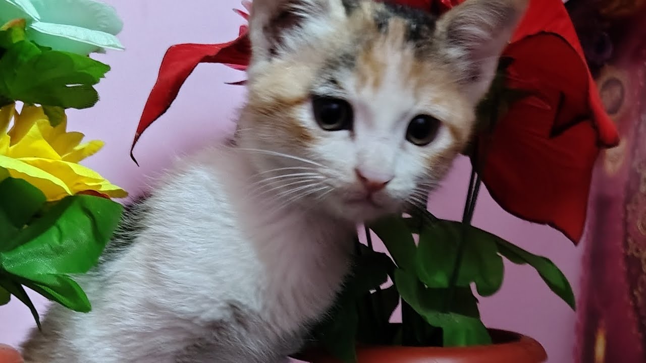 बिल्ली सबकी 🤣ब्लॉक वीडियो