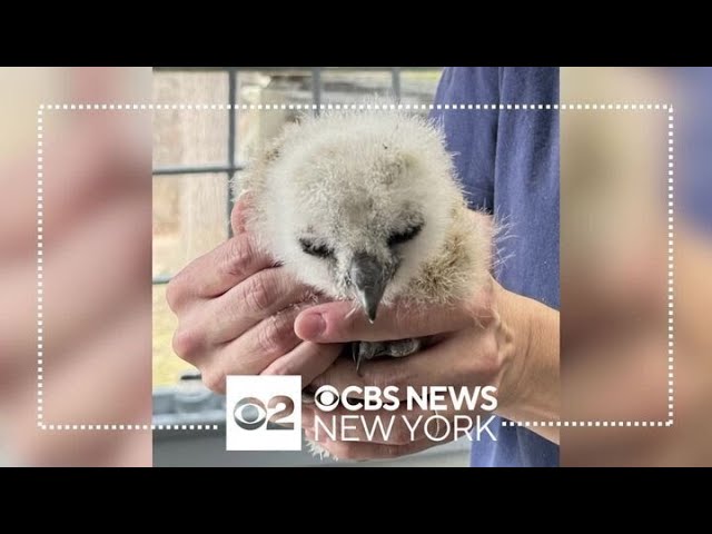 Baby Owl Dubbed Flaco Jr Rescued And Reunited With Family After Falling From L I Nest
