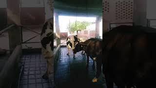 #cow #dairyherd #dairyfarm #farming #baffalo #farm #animals