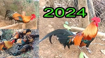 12/03/2024 Qaib Dib Daj Zoo Zam Thiab  Dib Tuaj Zoo Tas Nrho