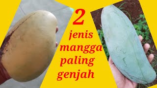 DUA JENIS MANGGA PALING MUDAH BERBUAH