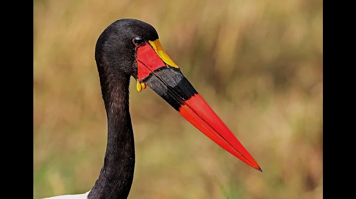 Exotic Birds of Masai Mara, Amboseli and Naivasha ...