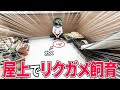 リクガメの屋上飼育、はじめます。【屋上改造計画#1】