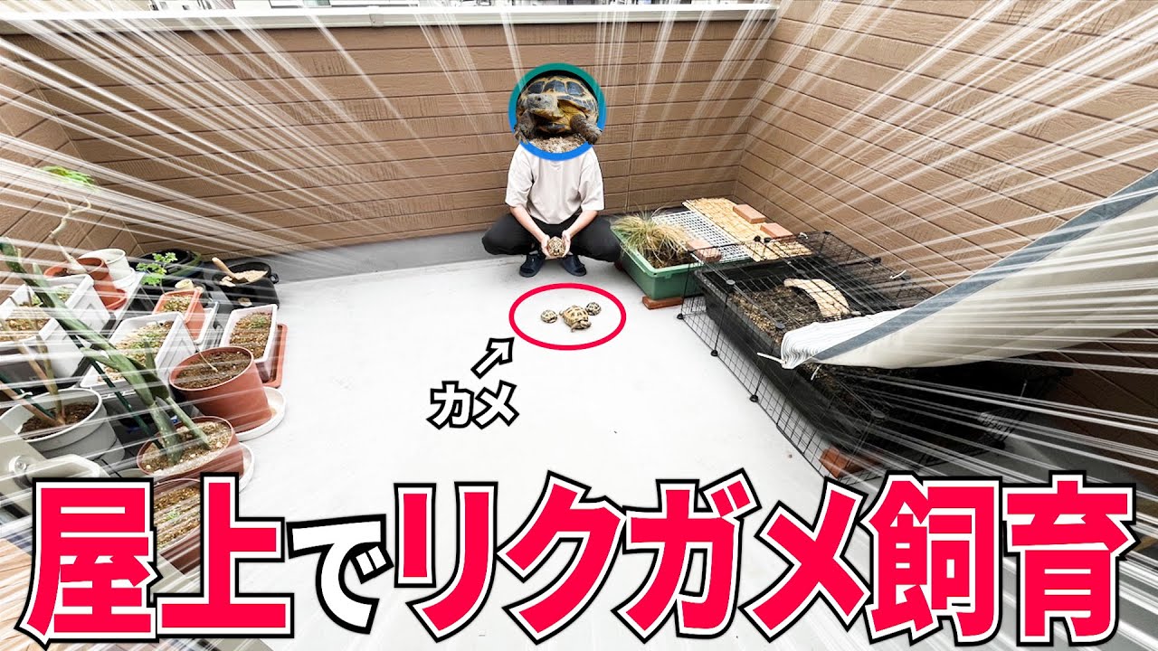リクガメの屋上飼育、はじめます。【屋上改造計画#1】