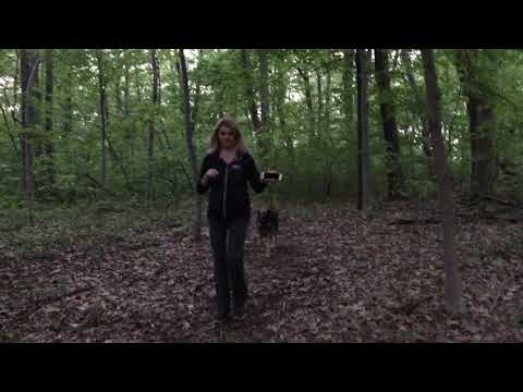 ep11-hiking-with-german-shepherd-part2-hiking-with-dog-in-the-wilderness---forest