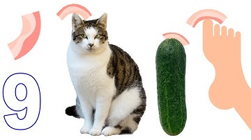 Bacon – The Game - Walkthrough Gameplay Part 9 New Update LVLS (IOS ANDROID)