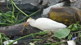 Garza Ganadera (Bubulcus ibis)