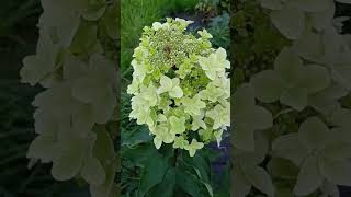 Металлика из маленького черенка. цветет первый год. Украшение сада.