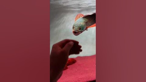 Barca Snakehead Attack! 😱💦 | Channa Barca Feeding Time #Barca #Snakehead