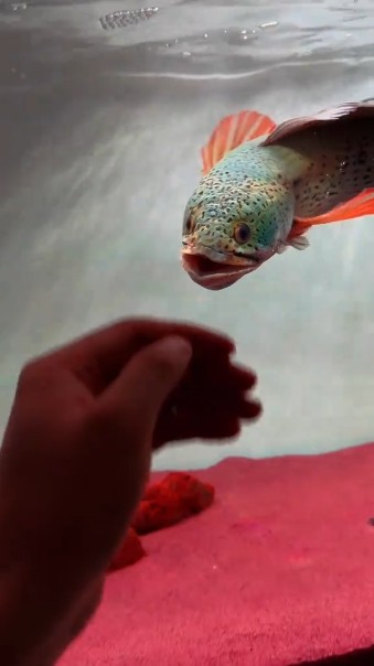 Barca Snakehead Attack! 😱💦 | Channa Barca Feeding Time #Barca #Snakehead