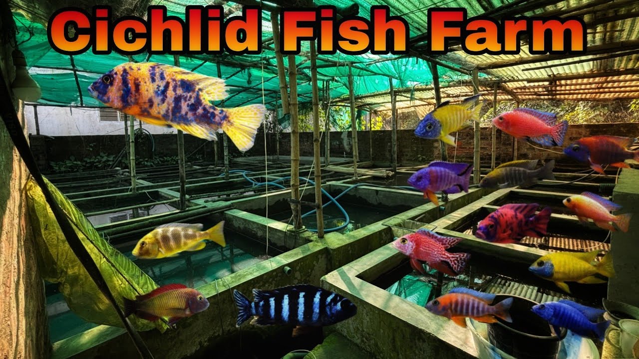Behind the Scenes at a Cichlid Fish Farm 🐟 | Breeding, Care & Secrets Revealed