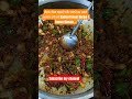 होटल जैसा कढ़ाई पनीर बनाने का सबसे आसान तरीका  Kadhai Paneer Recipe#shorts #foryou #foodie #cooking