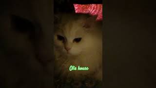 #petsongs