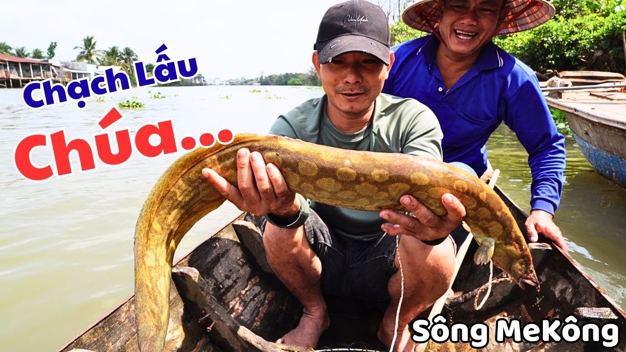 Lần Đầu Tiên Trong Đời Mới Thấy Con Cá Chạch KHỦNG Nhủ Vậy | Dân Lục Tỉnh