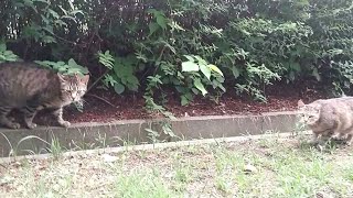 公園のキジトラ猫の親子、子は撫でられ好き、親は警戒心強め。カワイイです
