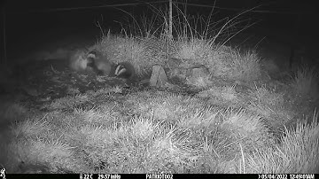 New Forest Explorers Guide - Badger cubs become more mobile and adventurous