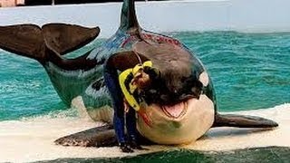 El mundo Animal Documental MARAVILLOSO MUNDO DE LAS ORCAS