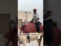 “10/10 recommendation” - Kyrie is LOVING his time in Abu Dhabi! 🐪🤣 | #Shorts