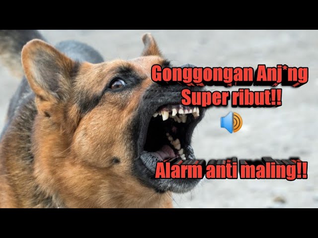 Suara Gonggongan Anjing Super Berisik!! | Dog Sound #anjing #dog #alarm class=