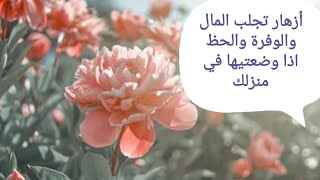 أزهار تجلب المال أن وضعتيها في بيتك أو استخدمتي عطرها 