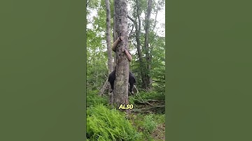 The Deadly Traditional Tools of the Ninja: Ashiko & Shuko