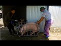 Bắt Lợn Cho Lái Buôn Bán Lợn Cứu Lấy Vốn - Schweine fangen für Schweinehändler, um Kapital zu sparen