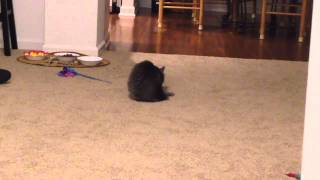 Pippin the cat vs. her own tail by Pippin LeCat 94 views 8 years ago 45 seconds