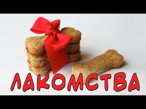 Какие лакомства для собаки лучше выбрать или чем мы поощряем Тоя