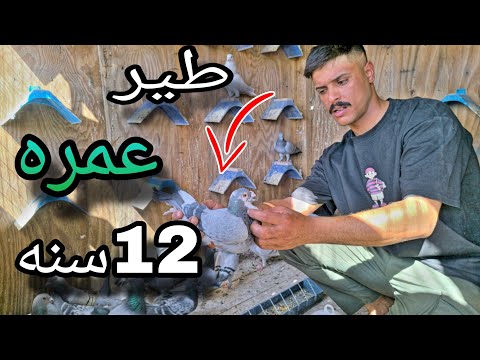 طير زاجل سعره مليون وعمره 12 سنه جولتنه في العماره