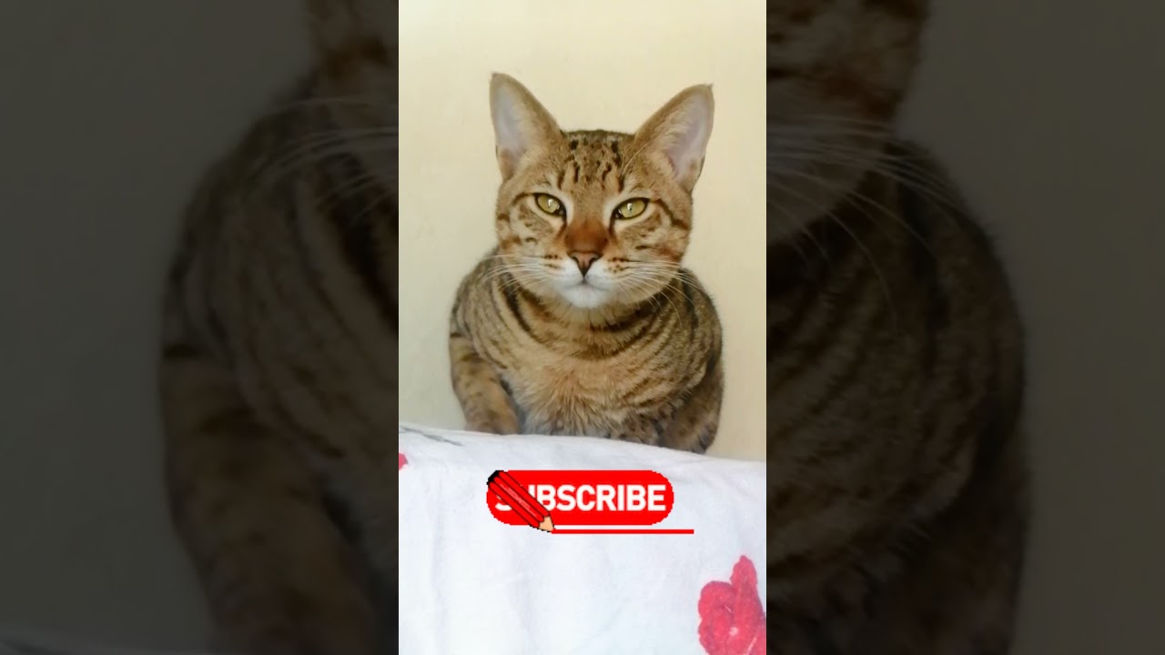 Virgo's Giggle Fest: Short and Absolutely Hilarious! 