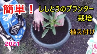 簡単 ししとうのプランター栽培 植え付け 21 04 Youtube