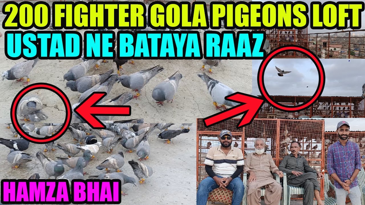 200 Fighter Gola Pigeons Loft Hamza Bhai Ustad Imran Nihari 200 Kabooter Dour Ki Tayari Season 2024
