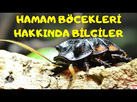 Video: Yerli hamamböceği türleri. Kirpiklerle beslenen hamamböceği türü (fotoğraf)