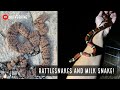 Snake Hunting the Mountains of West Texas: Milksnake, Rock Rattlesnakes, and More!