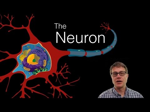 The Neuron