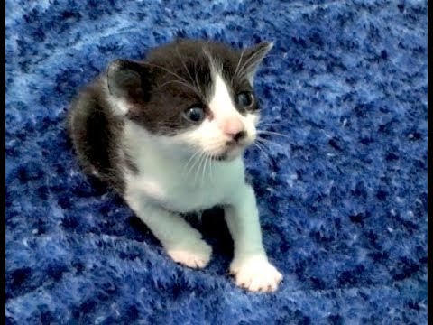 cats eating litter Holding Tiny Kittens Hack & Litter Box Training Begins - Nursery #19