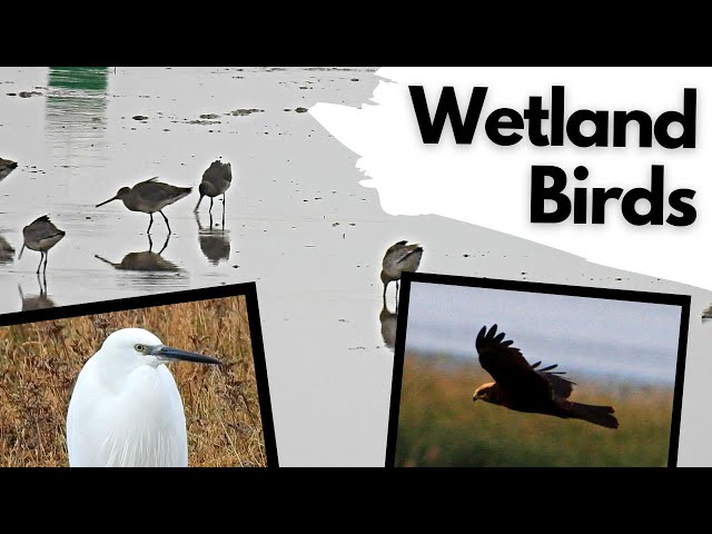 Urban Wetland and Wading Birds in the UK! class=