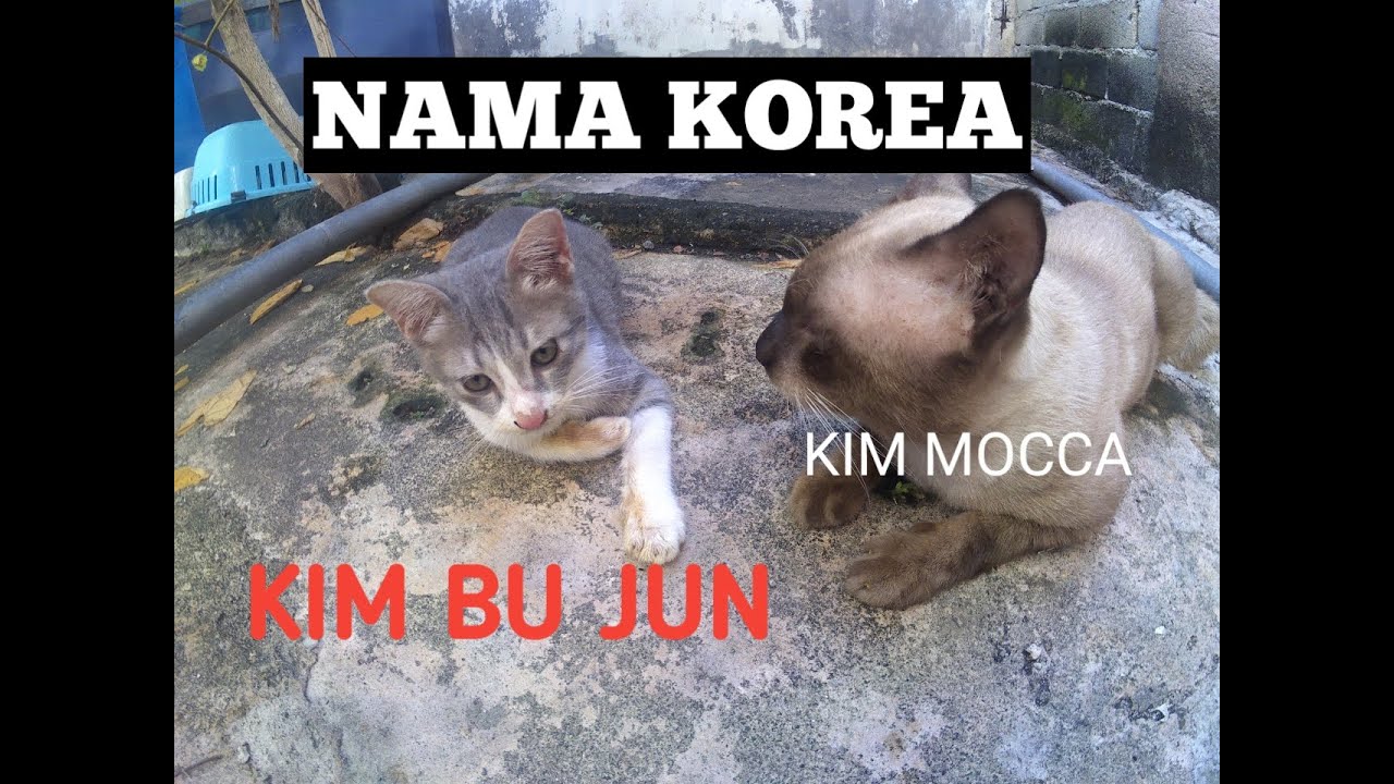 Nama Kucing Siam - 81021+ Nama Untuk Kucing Comel, Lucu dan Unik