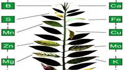 Biofertilizer Lecture ONE