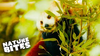 Cheeky Red Pandas Travel To A New Zoo | FOTA: Into The Wild | Nature Bites