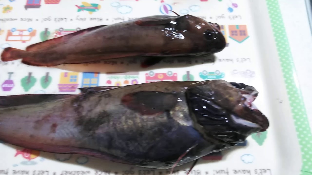 寄生生物 衝撃 釣った魚から寄生生物が自ら這い出てきていた閲覧注意映像 Youtube