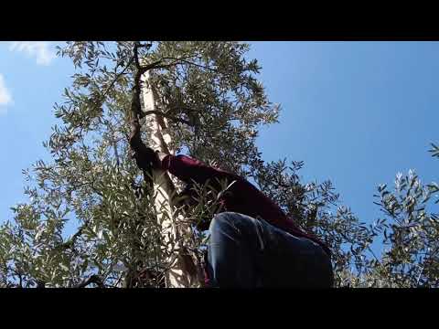 Pytholea Olive Tree Pruning